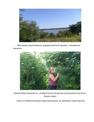 Має велике ґрунтозахисне, водорегулююче й науково – пізнавальне
значення.
Приємно було зустріти тут , на березі річки,типову для цієї місцевості рослину –
бузину чорну.
Також тут збереглися деякі види першоцвітів, що вражають своєю красою.
 