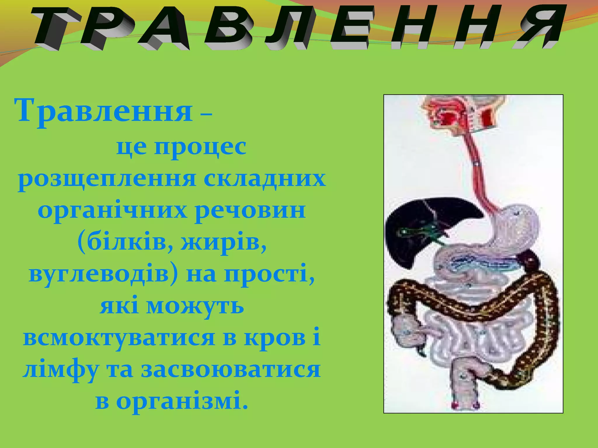 Травлення –
це процес
розщеплення складних
органічних речовин
(білків, жирів,
вуглеводів) на прості,
які можуть
всмоктуватися в кров і
лімфу та засвоюватися
в організмі.
 