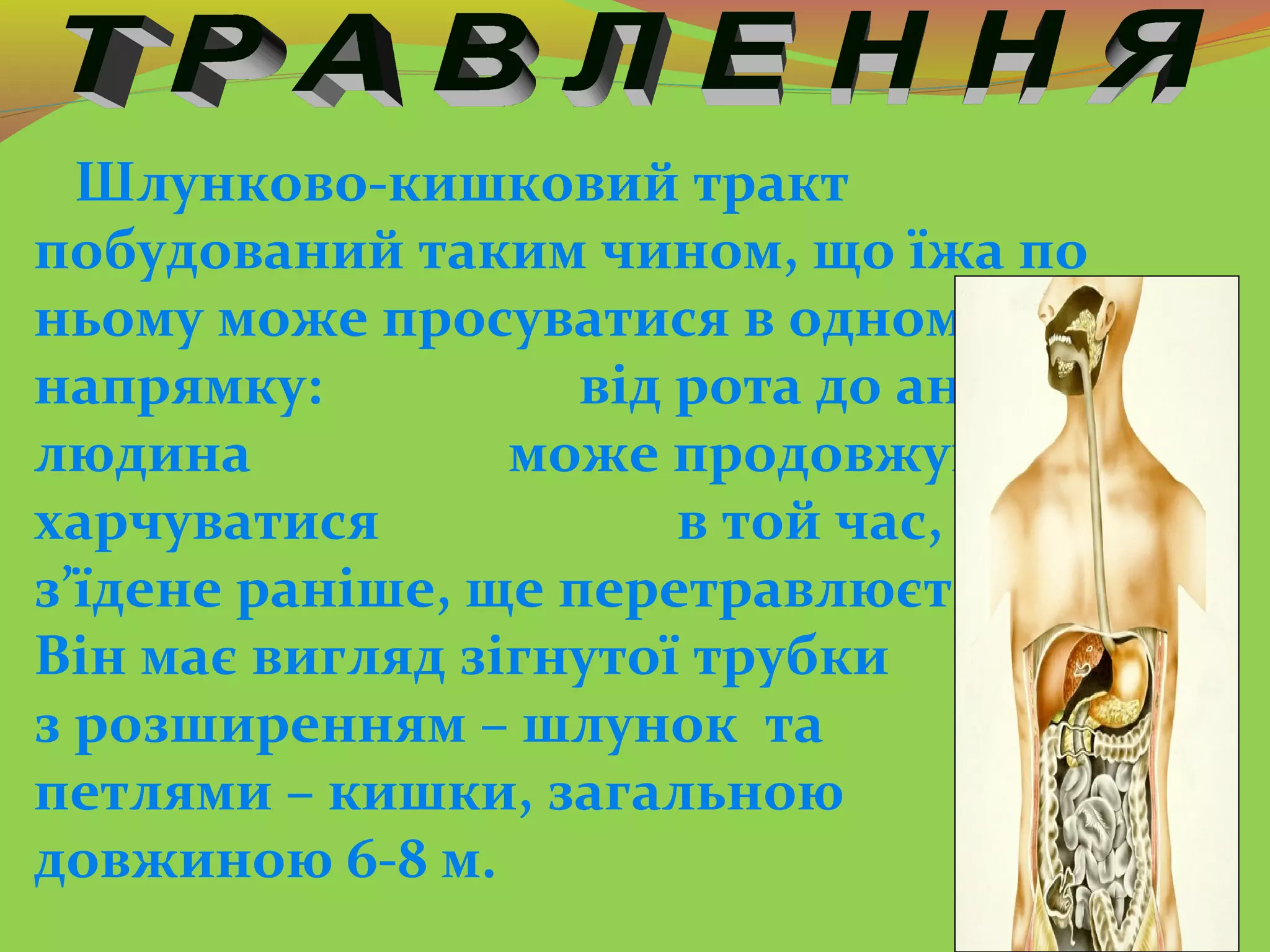 Шлунково-кишковий тракт
побудований таким чином, що їжа по
ньому може просуватися в одному
напрямку: від рота до ануса. Тому
людина може продовжувати
харчуватися в той час, коли
з’їдене раніше, ще перетравлюється.
Він має вигляд зігнутої трубки
з розширенням – шлунок та
петлями – кишки, загальною
довжиною 6-8 м.
 