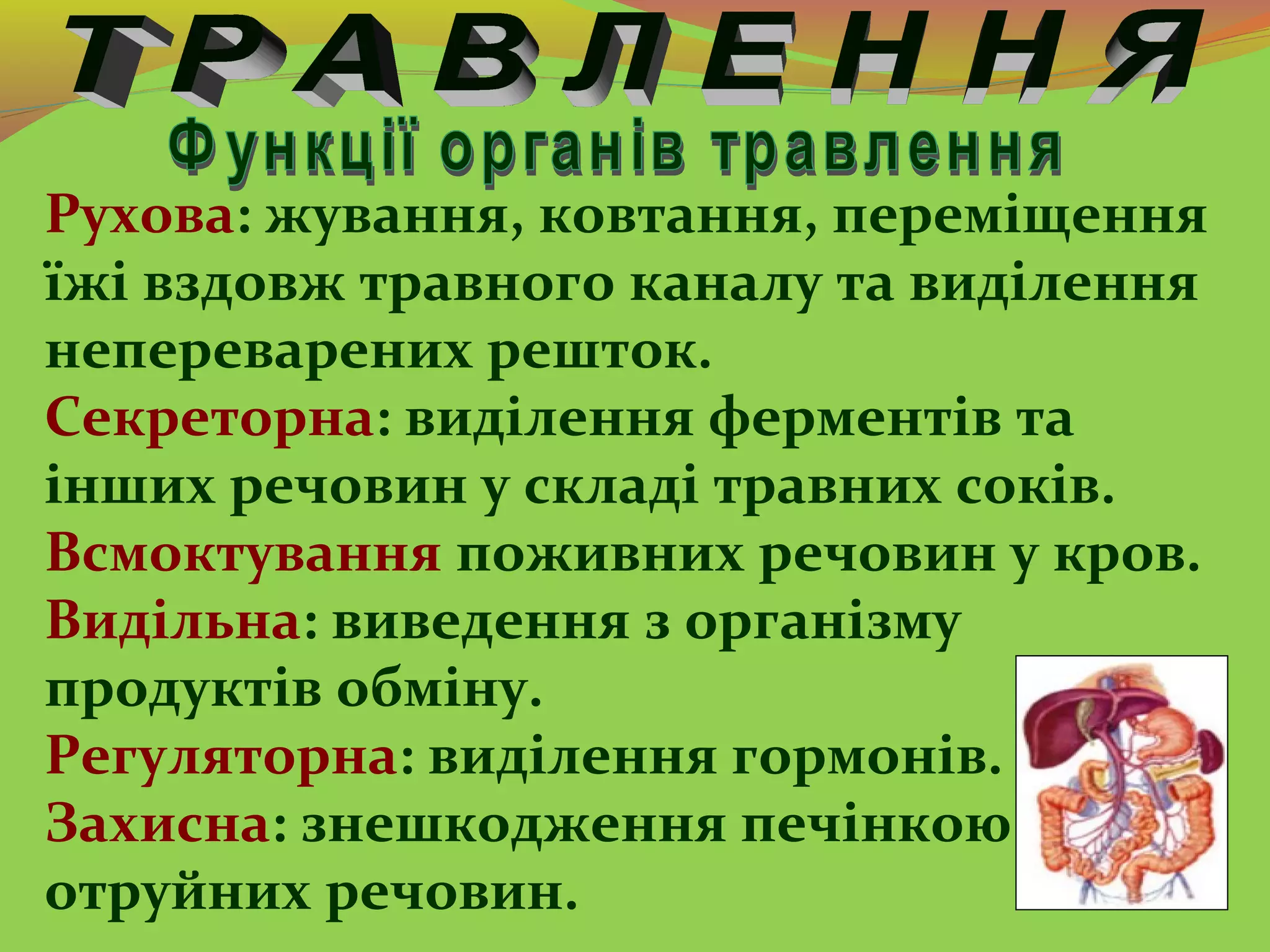 Рухова: жування, ковтання, переміщення
їжі вздовж травного каналу та виділення
непереварених решток.
Секреторна: виділення ферментів та
інших речовин у складі травних соків.
Всмоктування поживних речовин у кров.
Видільна: виведення з організму
продуктів обміну.
Регуляторна: виділення гормонів.
Захисна: знешкодження печінкою
отруйних речовин.
 