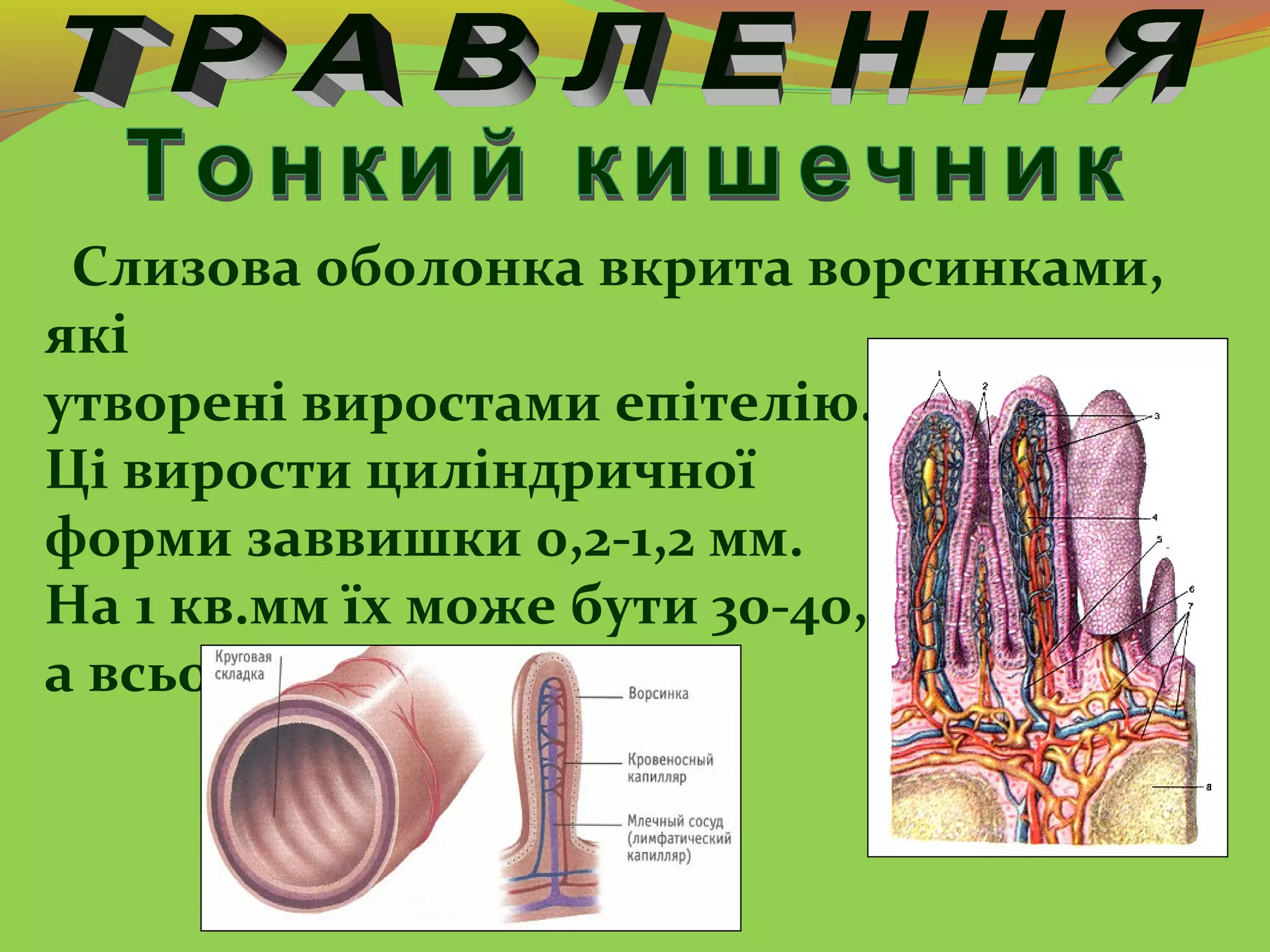 Слизова оболонка вкрита ворсинками,
які
утворені виростами епітелію.
Ці вирости циліндричної
форми заввишки 0,2-1,2 мм.
На 1 кв.мм їх може бути 30-40,
а всього – 4 млн.
 