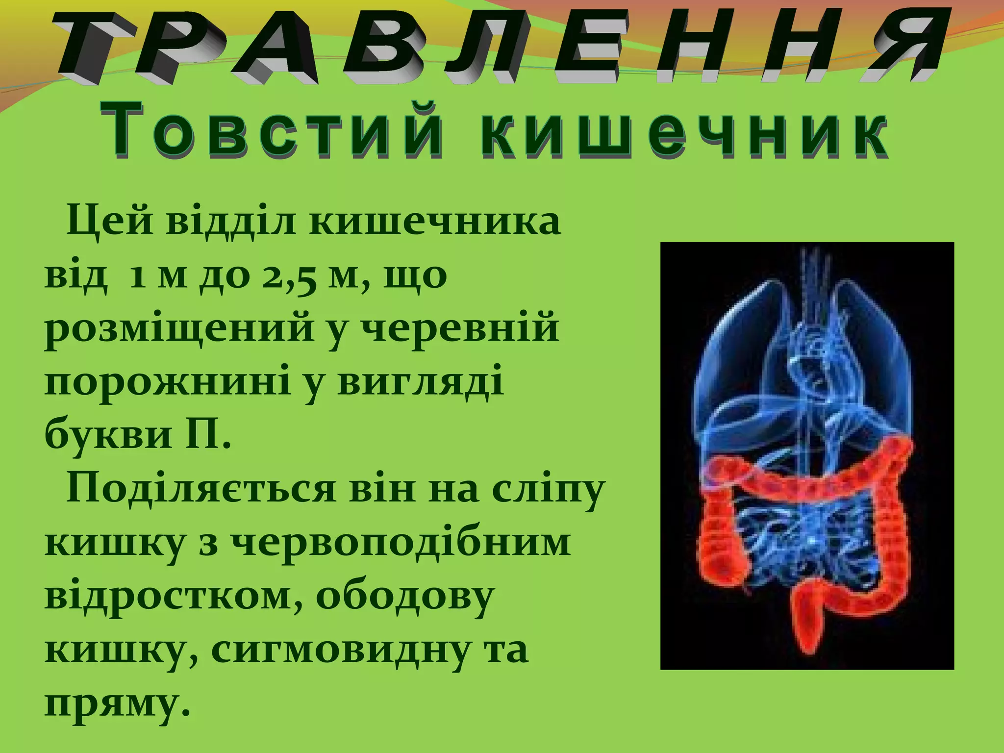 Цей відділ кишечника
від 1 м до 2,5 м, що
розміщений у черевній
порожнині у вигляді
букви П.
Поділяється він на сліпу
кишку з червоподібним
відростком, ободову
кишку, сигмовидну та
пряму.
 