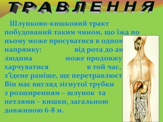Шлунково-кишковий тракт
побудований таким чином, що їжа по
ньому може просуватися в одному
напрямку: від рота до ануса. То...