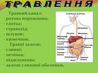 Травний канал:
- ротова порожнина;
- глотка;
- стравохід;
- шлунок;
- кишечник.
Травні залози:
- слинні;
- печінка;
- підш...