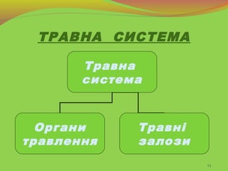 23
ТРАВНА СИСТЕМА
Травна
система
Органи
травлення
Травні
залози
 