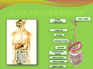 ротова
порожнина
стравохід
печінка
товста кишка
підшлункова
залоза
тонка кишка
шлунок
жовчний міхур
язик і зуби
пряма кишка
 