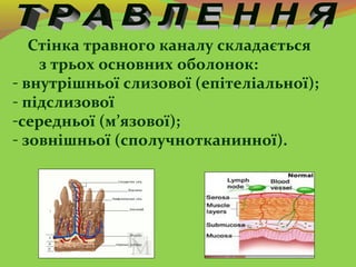Стінка травного каналу складається
з трьох основних оболонок:
- внутрішньої слизової (епітеліальної);
- підслизової
-серед...