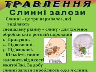 Слинні – це три пари залоз, які
виділяють
спеціальну рідину – слину - для хімічної
обробки їжі в ротовій порожнині.
1. При...