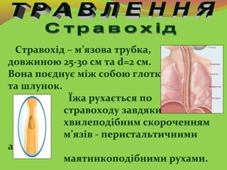 Стравохід – м’язова трубка,
довжиною 25-30 cм та d=2 см.
Вона поєднує між собою глотку
та шлунок.
Їжа рухається по
стравох...