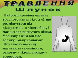 Найрозширеніша частина
травного каналу (до 2 л), що
розміщується під
діафрагмою з лівого боку і
має вигляд вигнутого мішка...