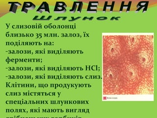 У слизовій оболонці
близько 35 млн. залоз, їх
поділяють на:
-залози, які виділяють
ферменти;
-залози, які виділяють НCl;
-...