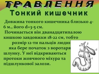 Довжина тонкого кишечника близько 4-
6 м., його d=3-5 см.
Починається він дванадцятипалою
кишкою завдовжки 18-22 см, тобто...