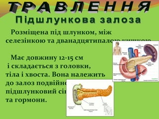 Розміщена під шлунком, між
селезінкою та дванадцятипалою кишкою.
Має довжину 12-15 см
і складається з головки,
тіла і хвос...