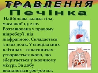 Найбільша залоза тіла,
маса якої 1,5-2 кг.
Розташована у правому
підребер’ї, під
діафрагмою. Складається
з двох доль. У сп...