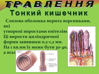 Слизова оболонка вкрита ворсинками,
які
утворені виростами епітелію.
Ці вирости циліндричної
форми заввишки 0,2-1,2 мм.
На...