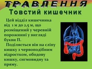 Цей відділ кишечника
від 1 м до 2,5 м, що
розміщений у черевній
порожнині у вигляді
букви П.
Поділяється він на сліпу
кишк...