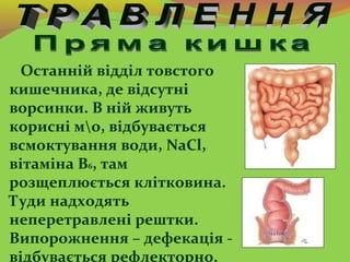 Останній відділ товстого
кишечника, де відсутні
ворсинки. В ній живуть
корисні мо, відбувається
всмоктування води, NaCl,
в...