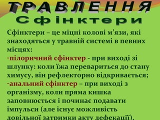 Сфінктери – це міцні колові м’язи, які
знаходяться у травній системі в певних
місцях:
-пілоричний сфінктер - при виході зі...