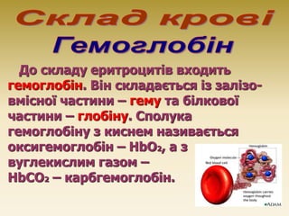 До складу еритроцитів входить
гемоглобін. Він складається із залізо-
вмісної частини – гему та білкової
частини – глобіну....