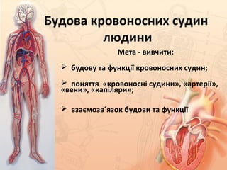 Будова кровоносних судин
людини
Мета - вивчити:
 будову та функції кровоносних судин;
 поняття «кровоносні судини», «артерії»,
«вени», «капіляри»;
 взаємозв´язок будови та функції
 