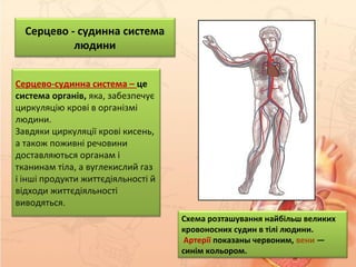 Серцево-судинна система – це
система органів, яка, забезпечує
циркуляцію крові в організмі
людини.
Завдяки циркуляції крові кисень,
а також поживні речовини
доставляються органам і
тканинам тіла, а вуглекислий газ
і інші продукти життєдіяльності й
відходи життєдіяльності
виводяться.
Схема розташування найбільш великих
кровоносних судин в тілі людини.
Артерії показаны червоним, вени —
синім кольором.
Серцево - судинна система
людини
 