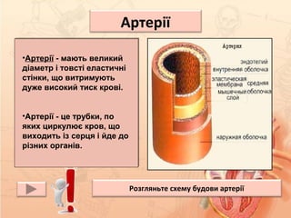 Артерії
•Артерії - мають великий 
діаметр і товсті еластичні 
стінки, що витримують 
дуже високий тиск крові.
•Артерії - це трубки, по 
яких циркулює кров, що 
виходить із серця і йде до 
різних органів.
Розгляньте схему будови артерії
 