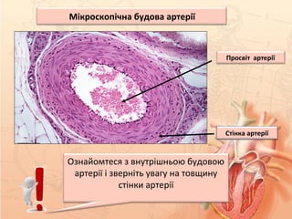 Мікроскопічна будова артерії
Просвіт артерії
Стінка артерії
Ознайомтеся з внутрішньою будовою
артерії і зверніть увагу на товщину
стінки артерії
 
