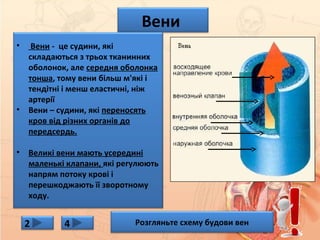 Вени
• Вени - це судини, які
складаються з трьох тканинних
оболонок, але середня оболонка
тонша, тому вени більш м'які і
тендітні і менш еластичні, ніж
артерії
• Вени – судини, які переносять
кров від різних органів до
передсердь.
• Великі вени мають усередині
маленькі клапани, які регулюють
напрям потоку крові і
перешкоджають її зворотному
ходу.
Розгляньте схему будови вен2 4
 