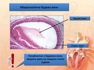 Мікроскопічна будова вени
Просвіт вени
Стінка вени
Ознайомтеся з будовою вени,
зверніть увагу на товщину стінки
судини
 