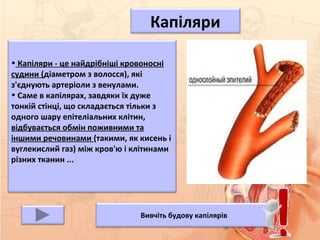 • Капіляри - це найдрібніші кровоносні
судини (діаметром з волосся), які
з'єднують артеріоли з венулами.
• Саме в капілярах, завдяки їх дуже
тонкій стінці, що складається тільки з
одного шару епітеліальних клітин,
відбувається обмін поживними та
іншими речовинами (такими, як кисень і
вуглекислий газ) між кров'ю і клітинами
різних тканин ...
Вивчіть будову капілярів
Капіляри
 