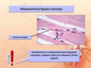 Стінка капіляра
Ознайомтеся з мікроскопічним будовою
капіляра, зверніть увагу на товщину стінки
судини
Мікроскопічна будова капіляра
 