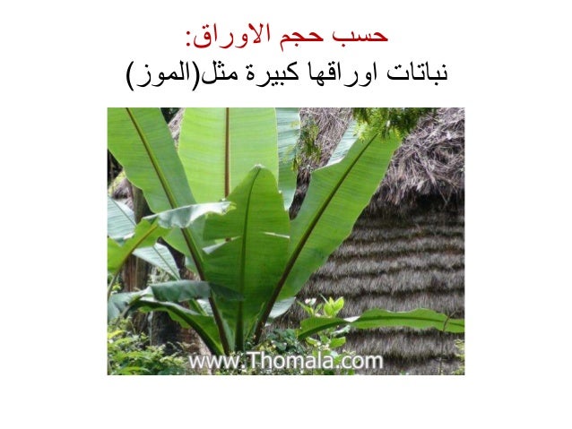تنوع الكائنات الحية