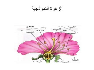 ‫النموذجية‬ ‫الزهرة‬
 