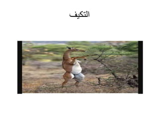 ‫التكيف‬
 