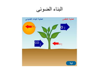 ‫الضوئى‬ ‫البناء‬
 
