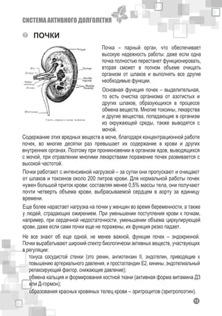 СИСТЕМА АКТИВНОГО ДОЛГОЛЕТИЯ
115
ПОЧКИ
Почка – парный орган, что обеспечивает
высокую надежность работы: даже если одна
почка полностью перестанет функционировать,
вторая сможет в полном объеме очищать
организм от шлаков и выполнять все другие
необходимые функции.
Основная функция почек – выделительная,
то есть очистка организма от азотистых и
других шлаков, образующихся в процессе
обмена веществ. Многие токсины, лекарства
и другие вещества, попадающие в организм
из окружающей среды, также выводятся с
мочой.
Содержание этих вредных веществ в моче, благодаря концентрационной работе
почек, во многие десятки раз превышает их содержание в крови и других
внутренних органах. Поэтому при проникновении в организм ядов, выводящихся
с мочой, при отравлении многими лекарствами поражение почек развивается с
высокой частотой.
Почки работают с интенсивной нагрузкой – за сутки они пропускают и очищают
от шлаков и токсинов около 200 литров крови. Для нормальной работы почек
нужен большой приток крови: составляя менее 0,5% массы тела, они получают
почти четверть объема крови, выбрасываемой сердцем в аорту за единицу
времени.
Еще более нарастает нагрузка на почки у женщин во время беременности, а также
у людей, страдающих ожирением. При уменьшении поступления крови к почкам,
например, при сердечной недостаточности, уменьшении объема циркулирующей
крови, даже если сами почки еще не поражены, их функция резко падает.
Не все знают об еще одной, не менее важной, функции почек – эндокринной.
Почки вырабатывают широкий спектр биологически активных веществ, участвующих
в регуляции:
тонуса сосудистой стенки (это ренин, ангиотензин II, эндотелин, приводящие к
повышению артериального давления, и простагландин Е2, кинины, эндотелиальный
релаксирующий фактор, снижающие давление);
обмена кальция и формирования костной ткани (активная форма витамина Д3
или Д-гормон);
образования красных кровяных телец крови – эритроцитов (эритропоэтин).
 