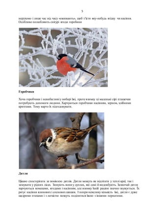 5
нерухомо і лише час від часу «оживають», щоб з’їсти яку-небудь ягідку чи насіння.
Особливо полюбляють снігурі ягоди горобини
Горобчики
Хоча горобчики і невибагливі у виборі їжі, проте взимку ці маленькі сірі пташечки
потребують допомоги людини. Харчуються горобчики насінням, зерном, хлібними
крихтами. Тому варто їх підгодовувати.
Дятли
Цікаво спостерігати за зимівлею дятлів. Дятли можуть як відлітати у теплі краї, так і
зимувати у рідних лісах. Зимують вони у дуплах, які самі й видовбують. Зазвичай дятли
харчуються комахами, ягодами і насінням, але взимку їхній раціон значно звужується. Їх
рятує насіння ялинових і соснових шишок. І попри невелику кількість їжі, дятли є дуже
щедрими птахами і з легкістю можуть поділитися їжею з іншими пернатими.
 