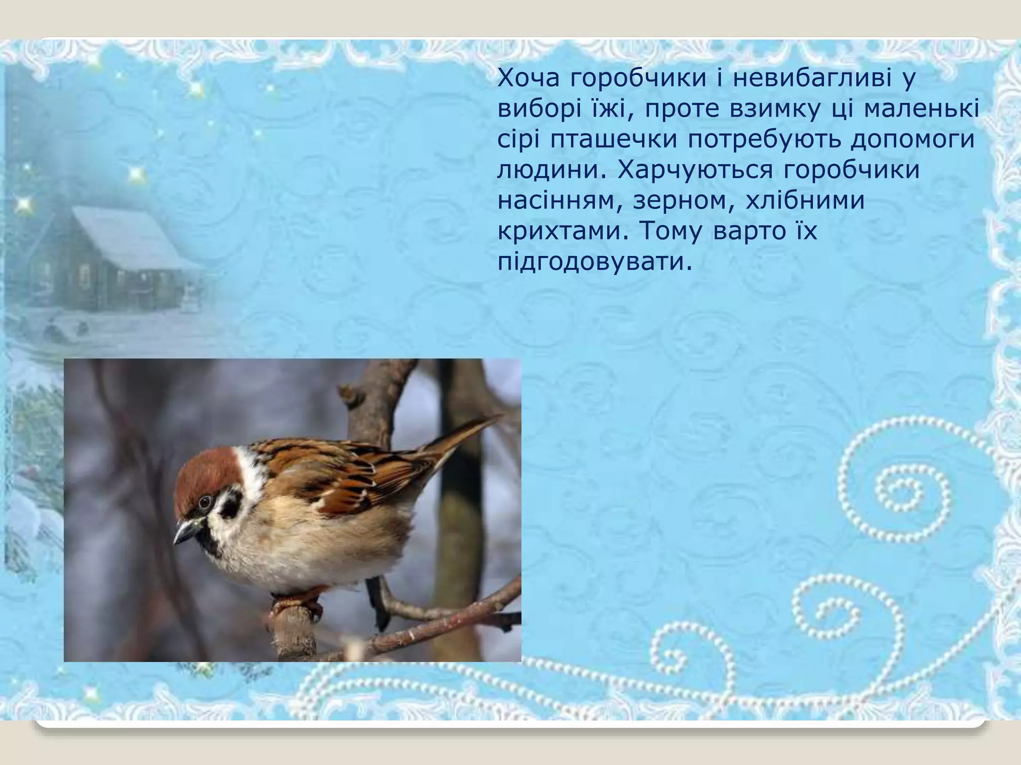Хоча горобчики і невибагливі у
виборі їжі, проте взимку ці маленькі
сірі пташечки потребують допомоги
людини. Харчуються горобчики
насінням, зерном, хлібними
крихтами. Тому варто їх
підгодовувати.
 