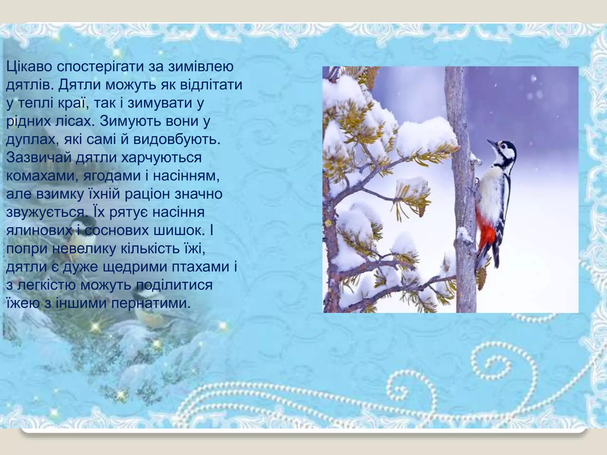 Цікаво спостерігати за зимівлею
дятлів. Дятли можуть як відлітати
у теплі краї, так і зимувати у
рідних лісах. Зимують вони у
дуплах, які самі й видовбують.
Зазвичай дятли харчуються
комахами, ягодами і насінням,
але взимку їхній раціон значно
звужується. Їх рятує насіння
ялинових і соснових шишок. І
попри невелику кількість їжі,
дятли є дуже щедрими птахами і
з легкістю можуть поділитися
їжею з іншими пернатими.
 
