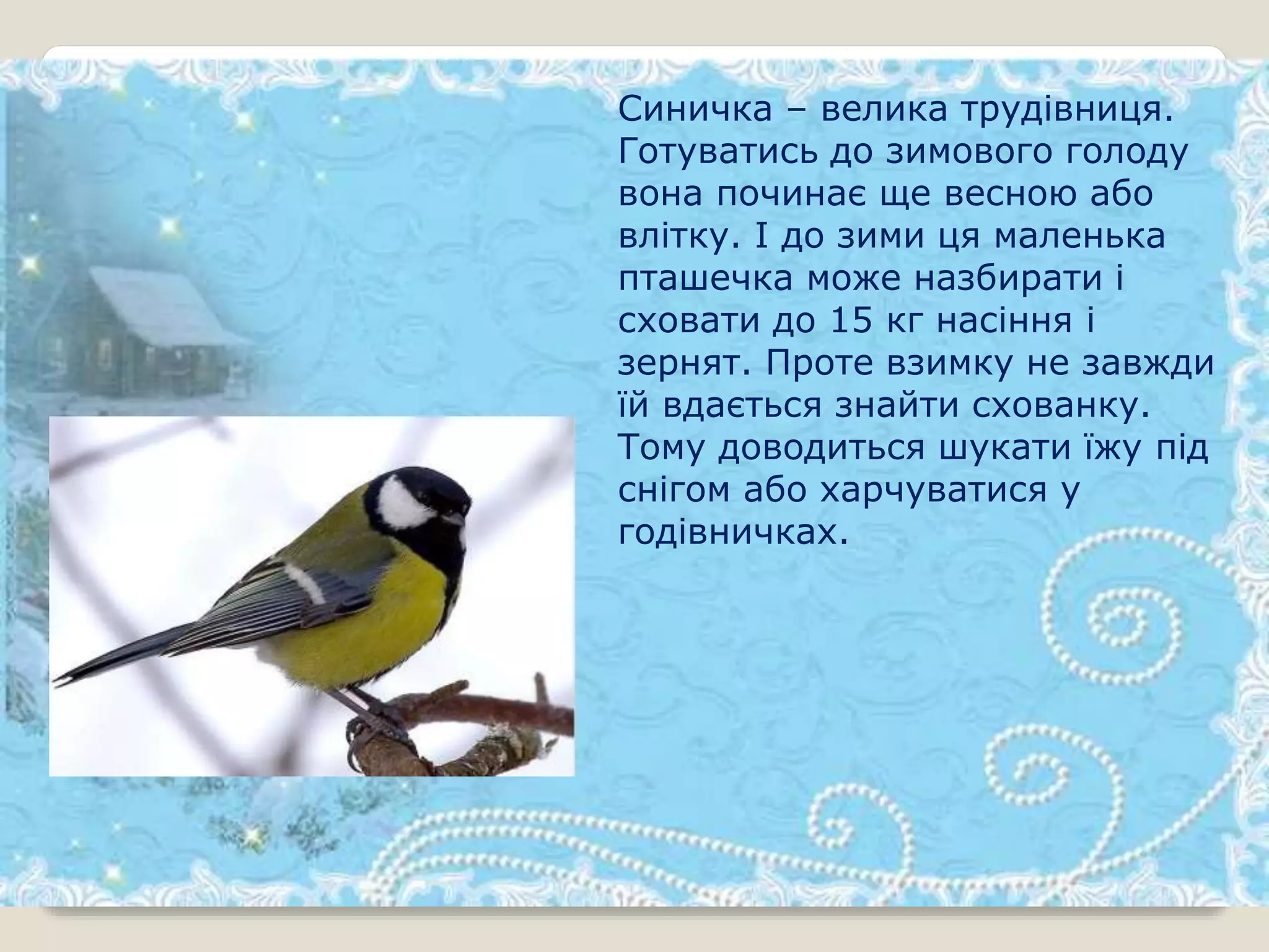 Синичка – велика трудівниця.
Готуватись до зимового голоду
вона починає ще весною або
влітку. І до зими ця маленька
пташечка може назбирати і
сховати до 15 кг насіння і
зернят. Проте взимку не завжди
їй вдається знайти схованку.
Тому доводиться шукати їжу під
снігом або харчуватися у
годівничках.
 