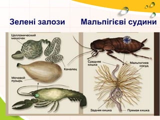 Органи виділення тварин | PPT