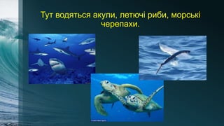Тут водяться акули, летючі риби, морські
черепахи.
 