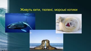 Живуть кити, тюлені, морські котики
 