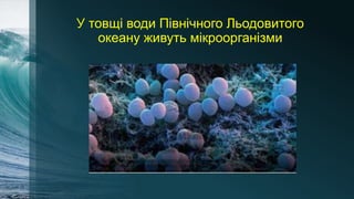 У товщі води Північного Льодовитого
океану живуть мікроорганізми
 