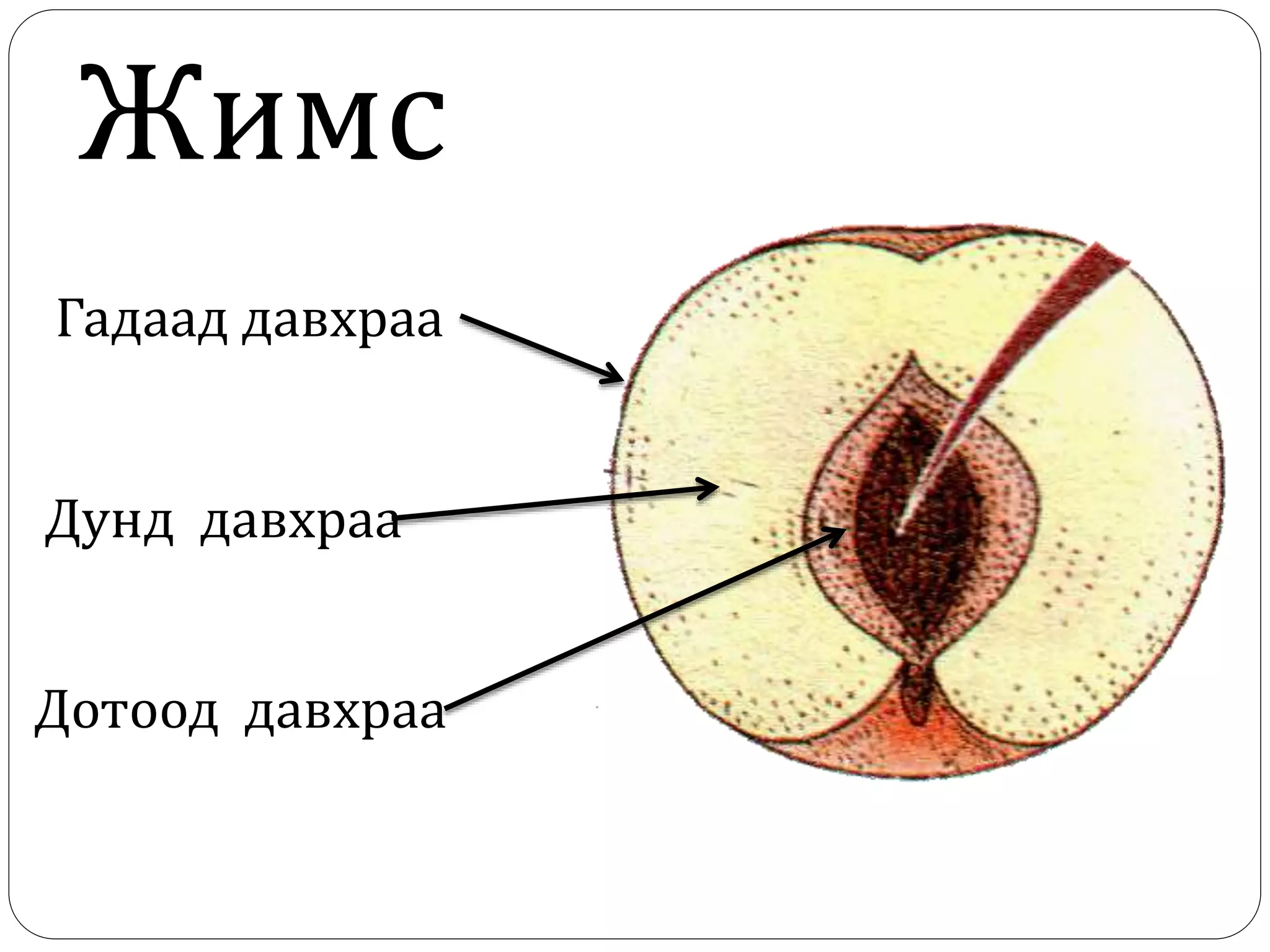 Жимс
Гадаад давхраа
Дунд давхраа
Дотоод давхраа
 
