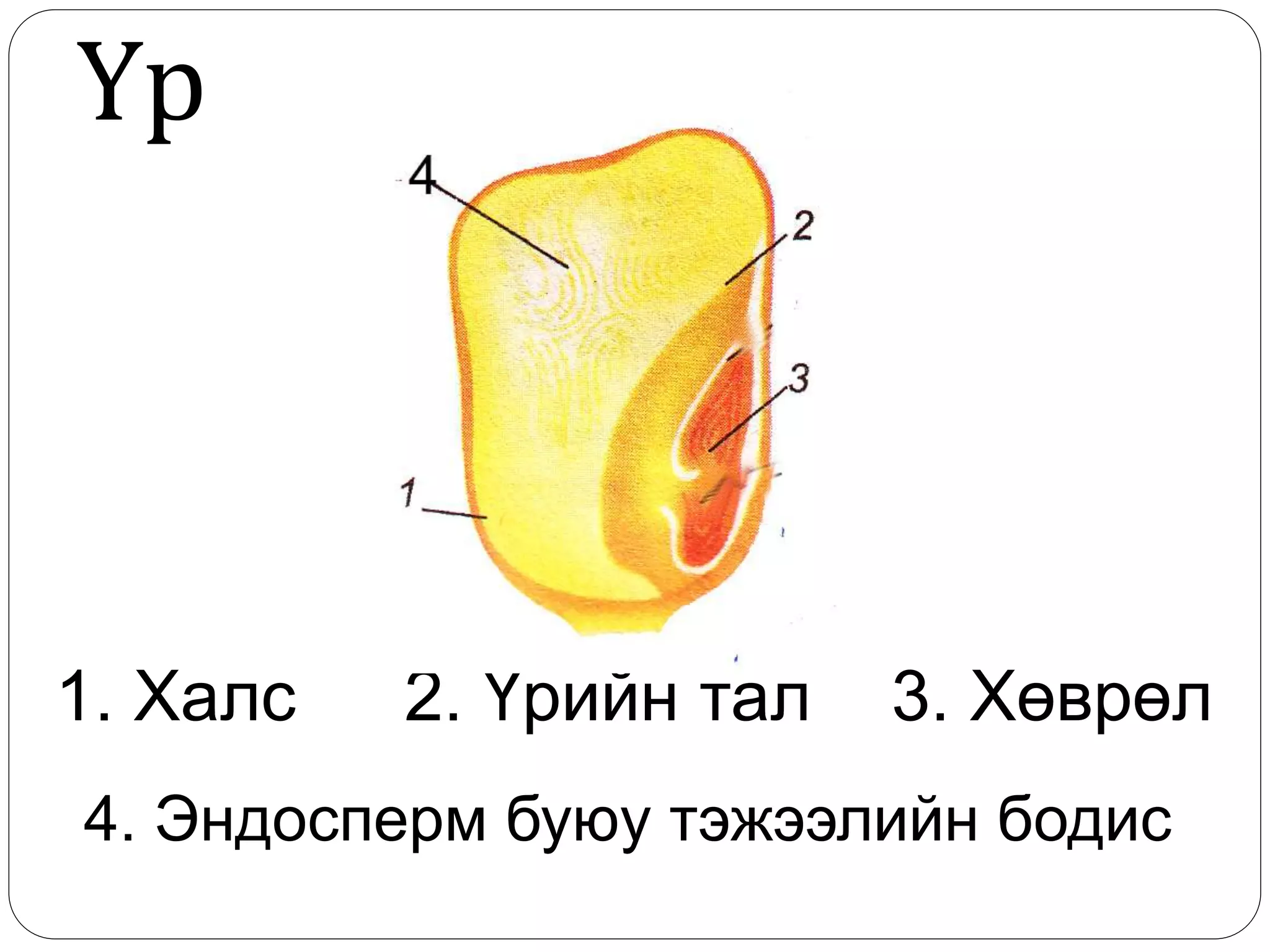 2. Үрийн тал1. Халс
4. Эндосперм буюу тэжээлийн бодис
3. Хөврөл
Үр
 