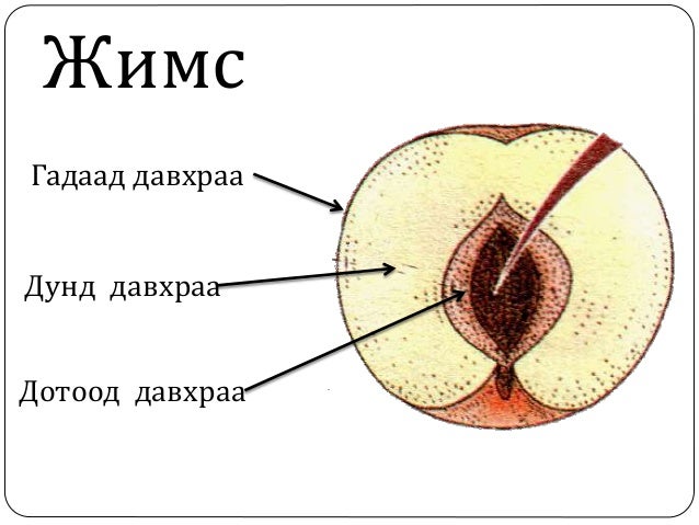 ургамлын үржил