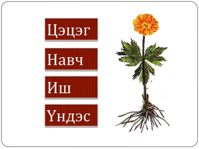 ургамлын үржил