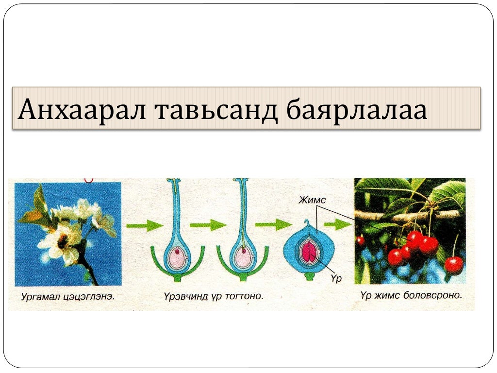 ургамлын үржил