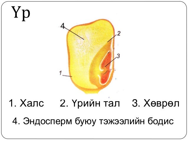 ургамлын үржил